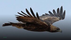 Eagle — Pubs in Nottingham