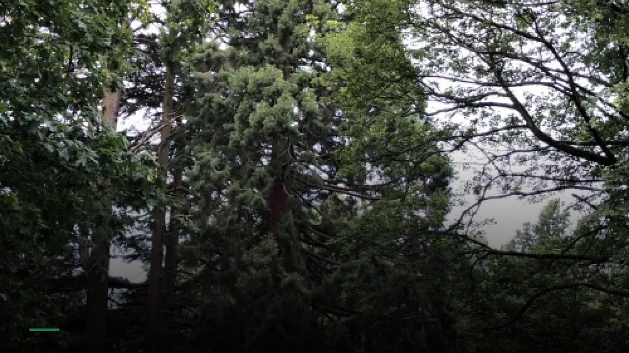 Redwood - Sports Bars in Watford