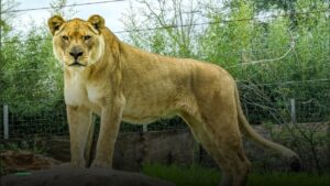 The Lion — Pubs in Birmingham